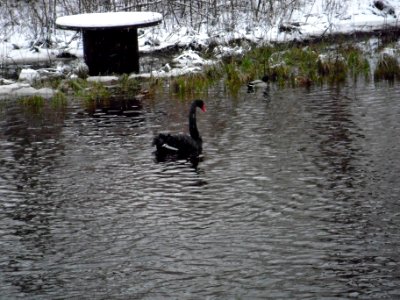 Сестрорецк Заводская Сестра