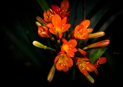 Nature garden plant