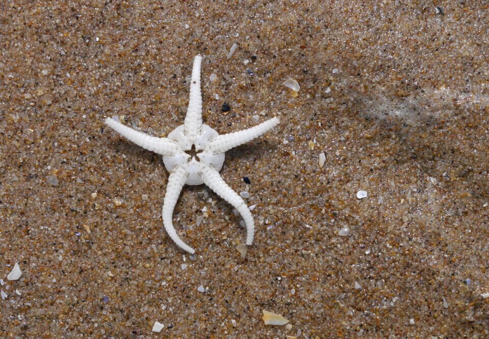 Seashore sand maritime