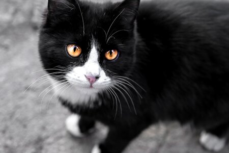 Black fluffy cat closeup photo