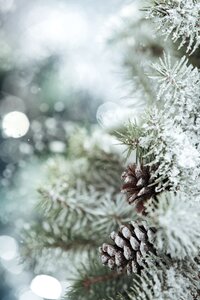Christmas leann pine