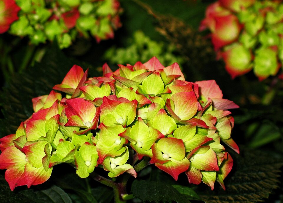 Bloom flower nature