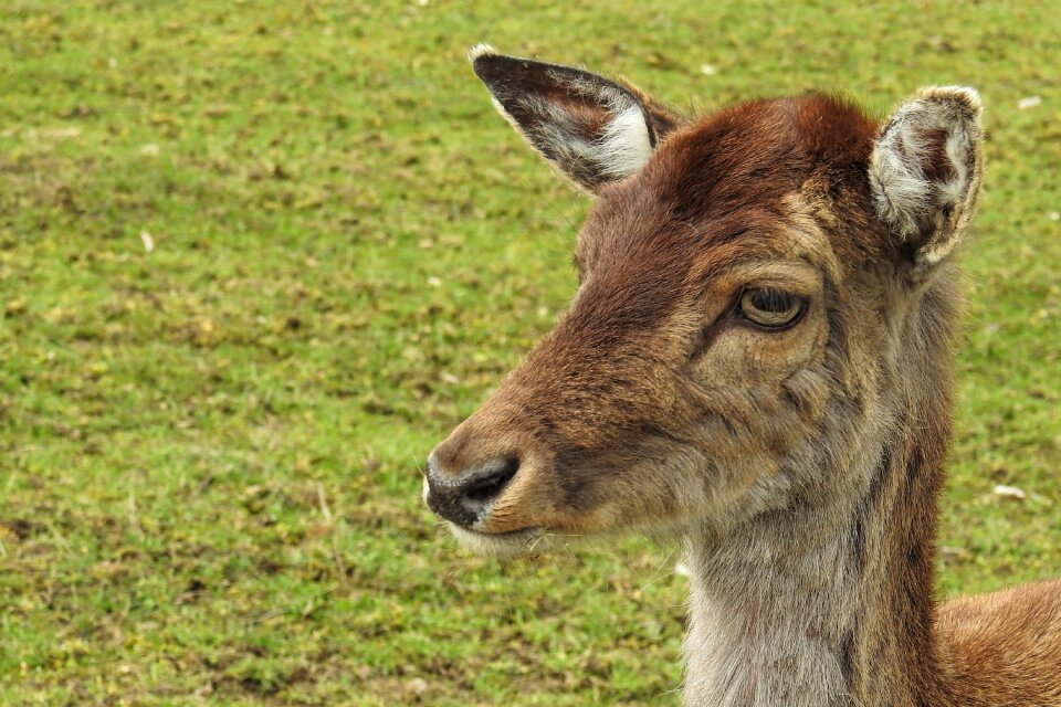 Animal grass animal world