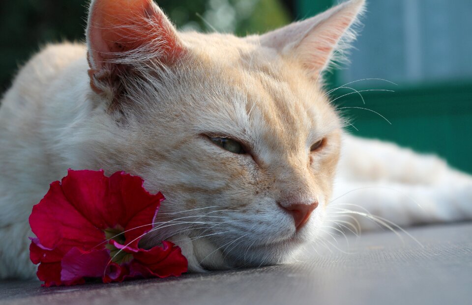 Pet animal muzzle cat