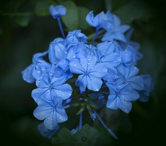 Decorative beautiful flower