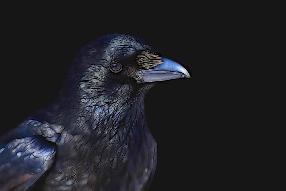 Bird animal world nature