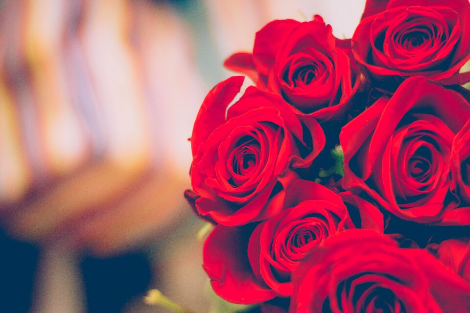 Petals gift love