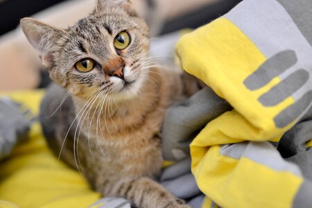 Cat's eyes bury cat animal