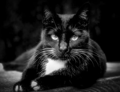 Black and white sweet character