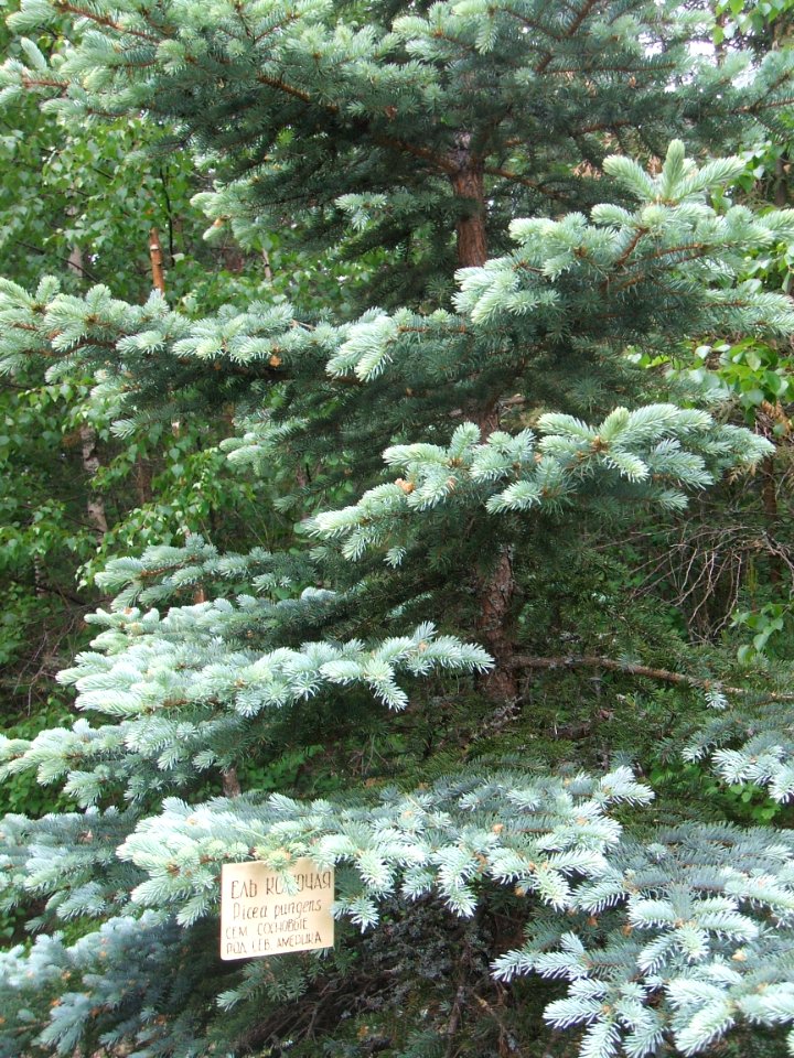 Белые ночи Ель колючая