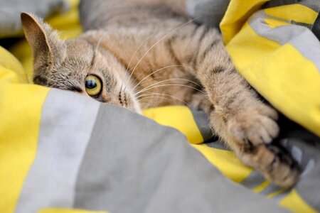 Cat's eyes bury cat animal