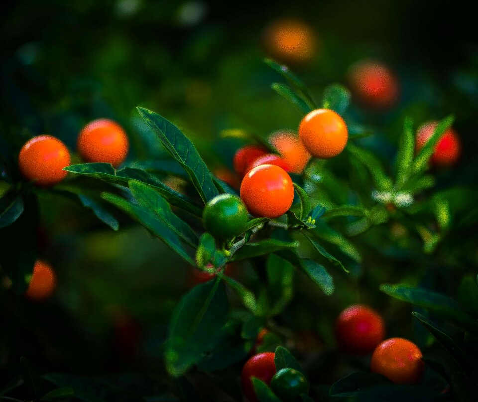 Garden season orange