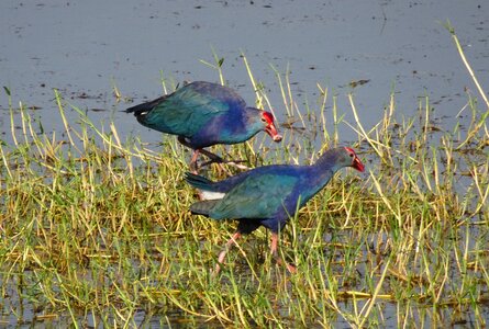 Moorhen pair bird