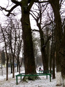 Дубы на Вышгородской, 49-4