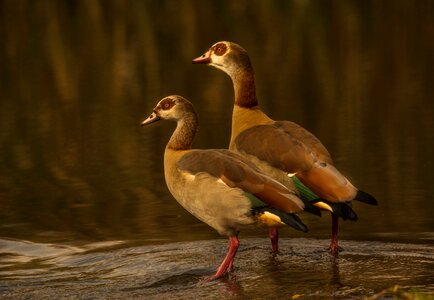 Golden hour egyptian bird