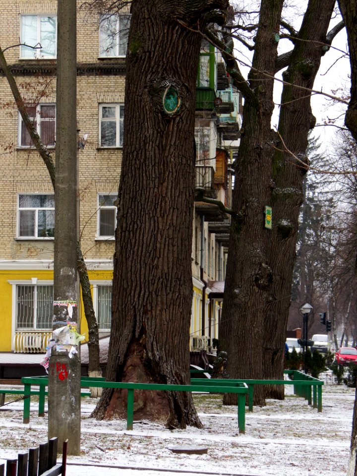 Дубы на Вышгородской, 49-6