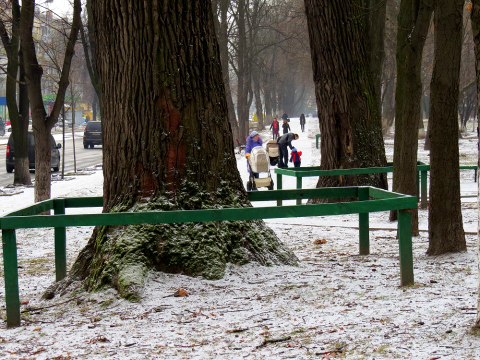 Дубы на Вышгородской, 49-5