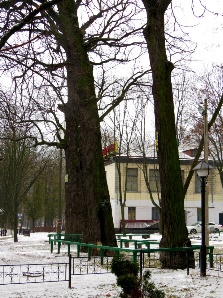 Дубы на Вышгородской, 49-8