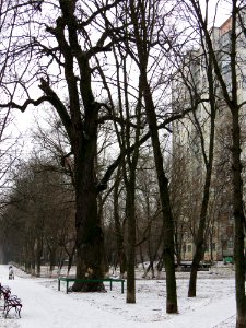 Дубы на Вышгородской, 49-3