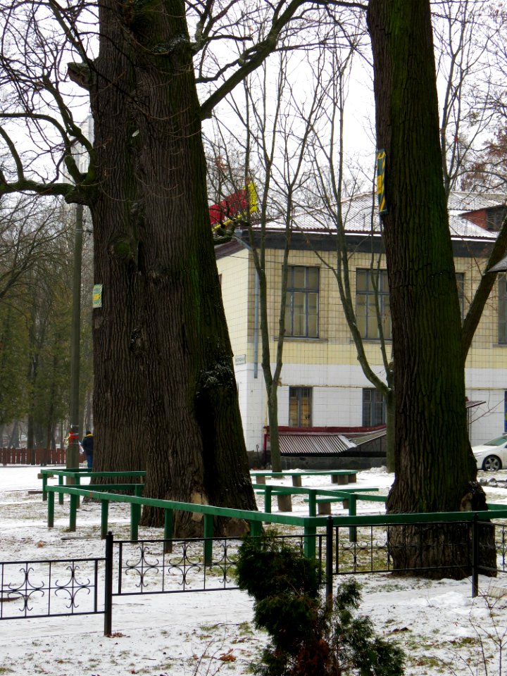Дубы на Вышгородской, 49-7