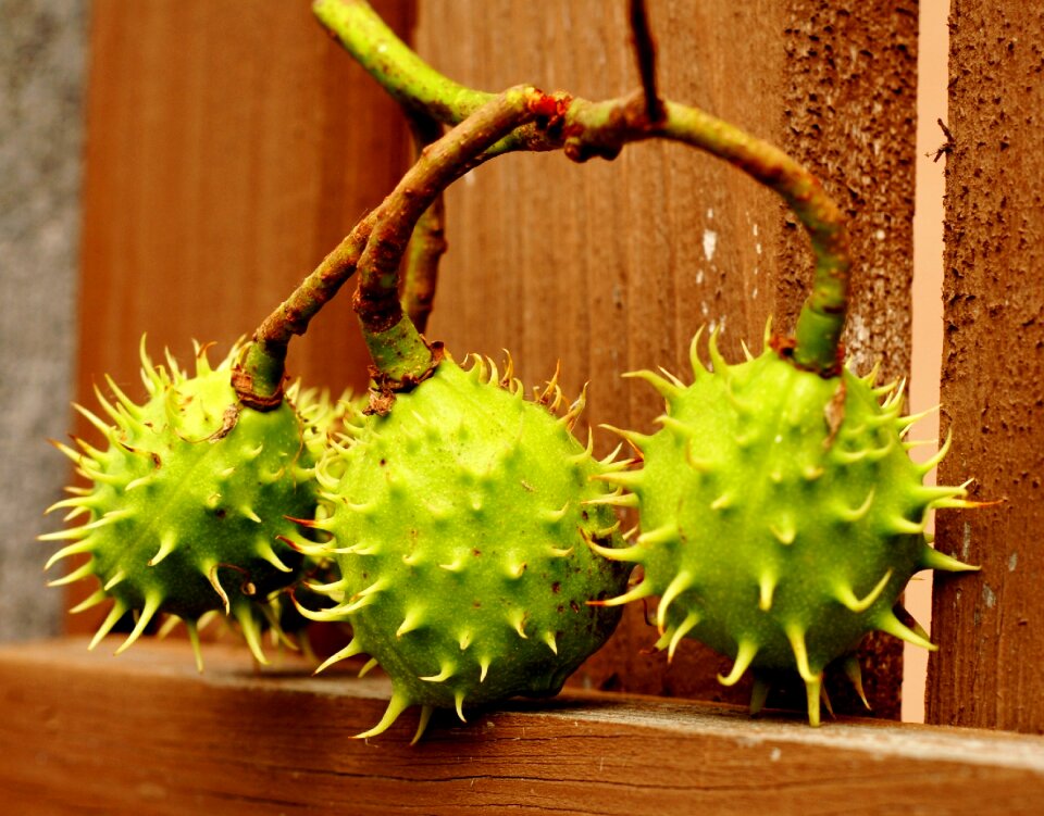 Chestnut fruits prickly