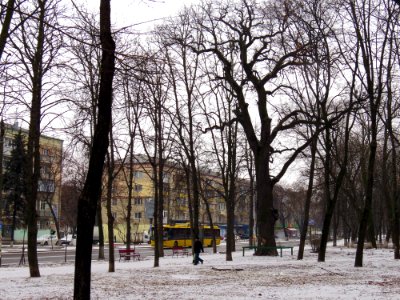 Дубы на Вышгородской, 49-1