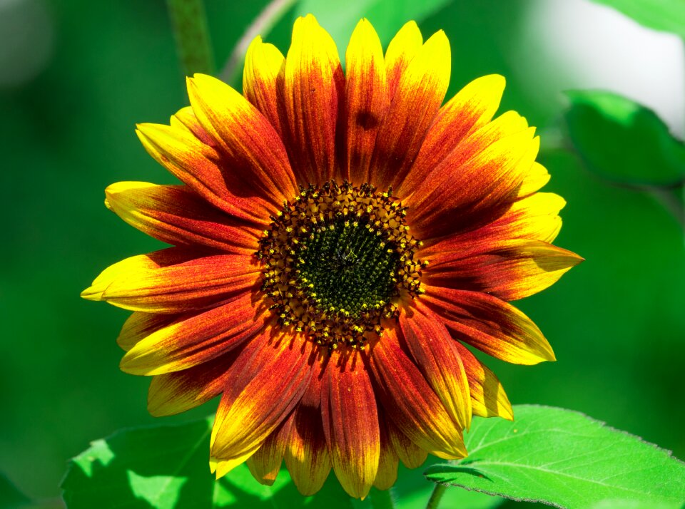Plant nature blossom
