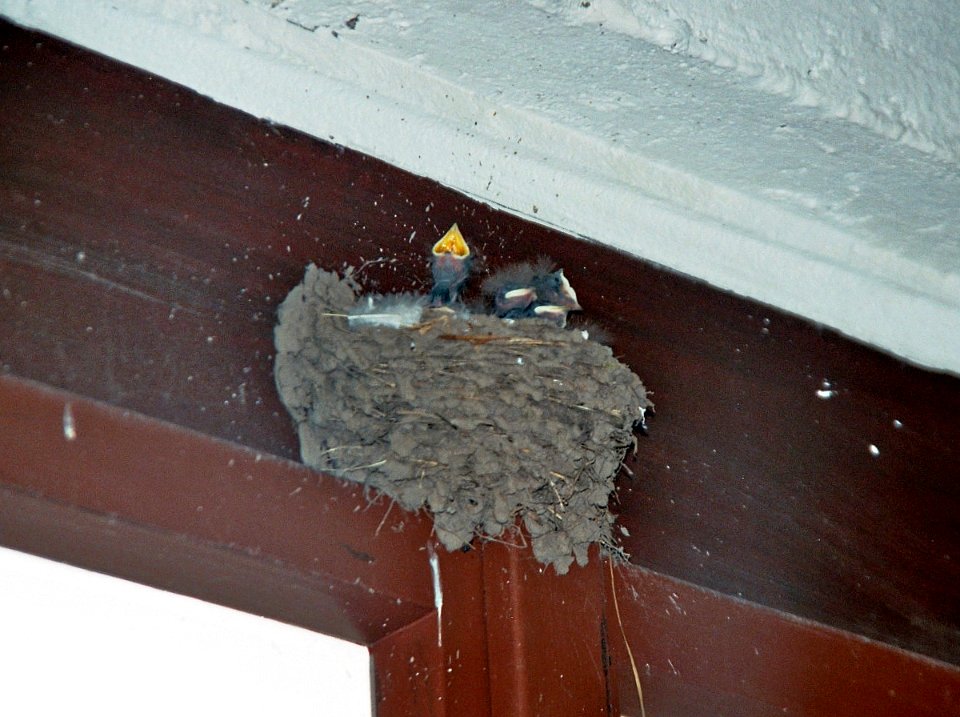 Bismarckturm Burg Hirundo rustica Nest