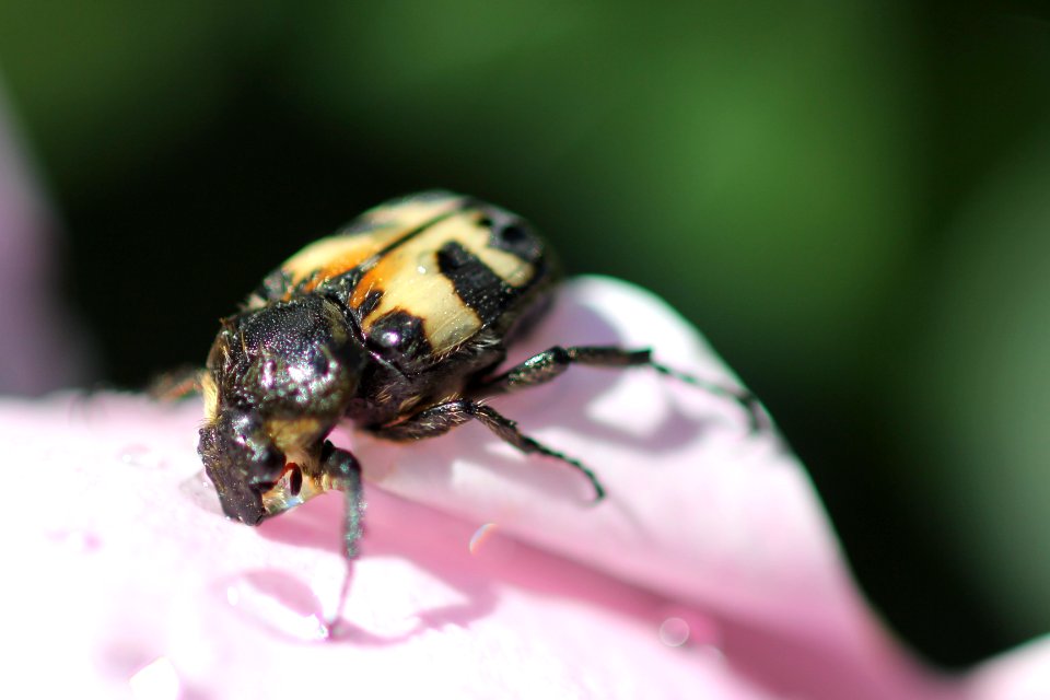 Bille drikker vann på blomst 6