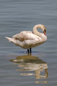 Water bird water white swan
