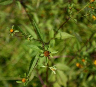 Bidens 5344