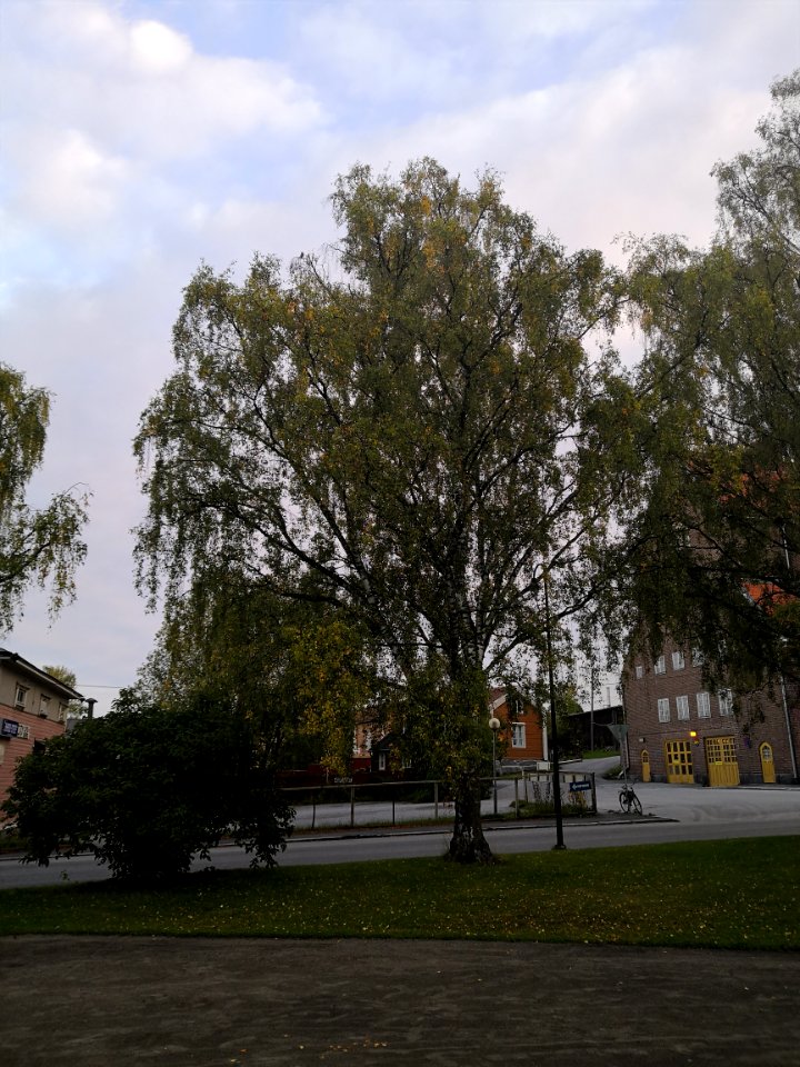 Betula pendula laciniata speciae nova