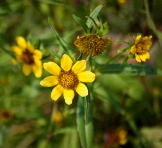 Bidens 5343