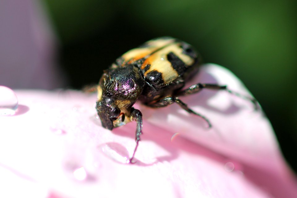Bille drikker vann på blomst 5