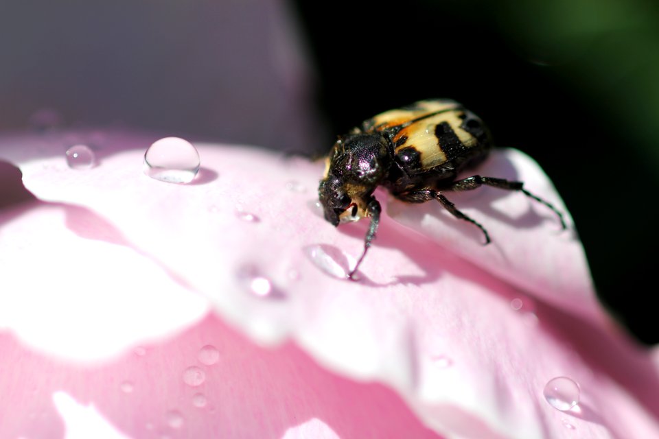 Bille drikker vann på blomst 3