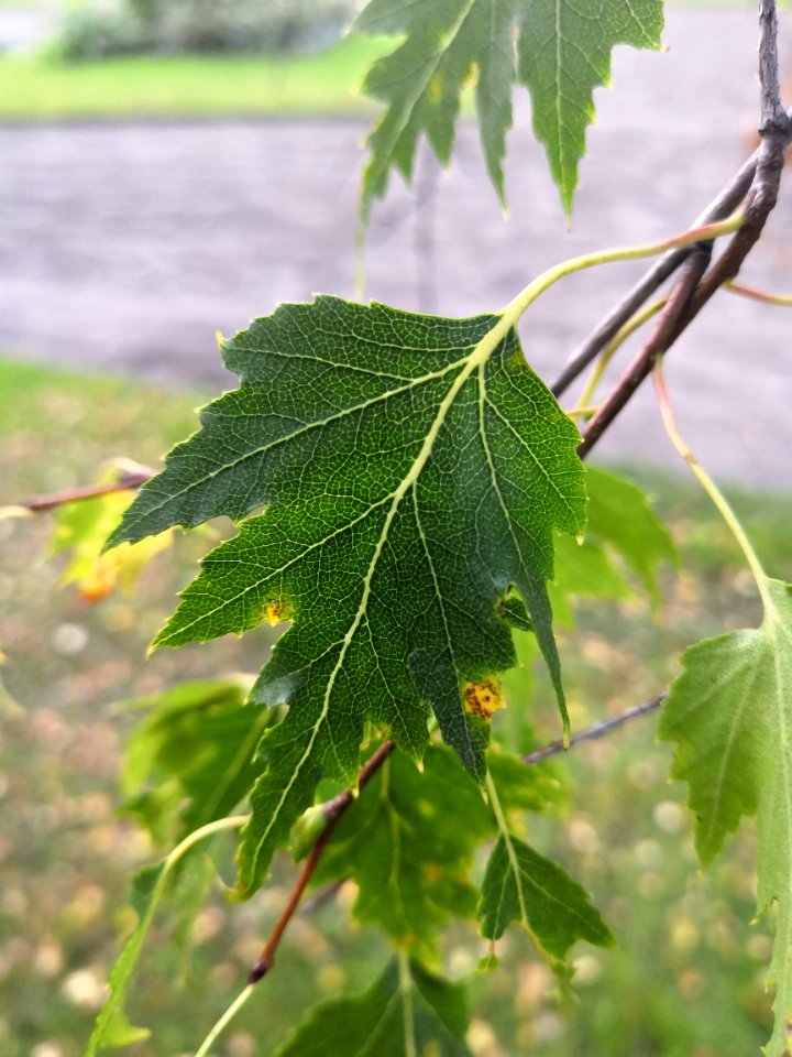 Betula pendula laciniata speciae nova 2