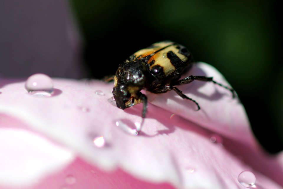 Bille drikker vann på blomst 4