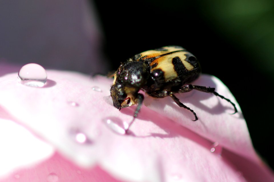 Bille drikker vann på blomst 2