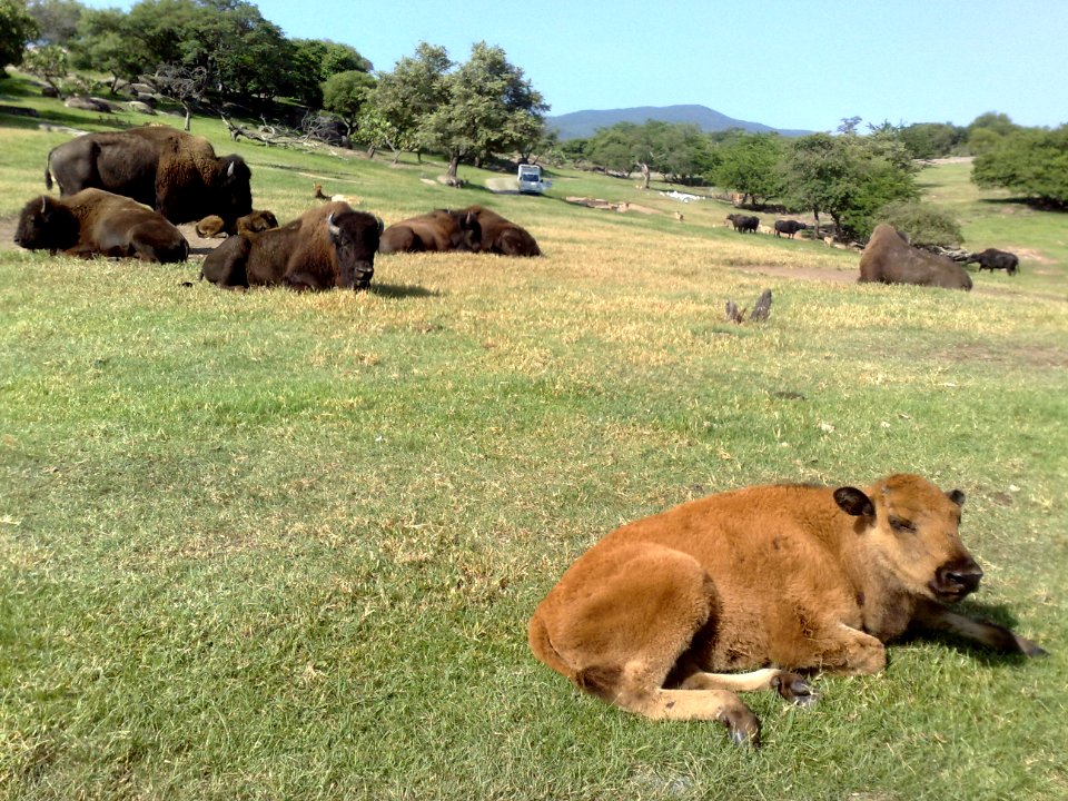 Bisontes