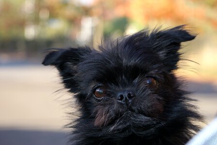 Dog mammal pomeranian photo