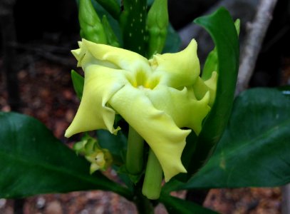 Blooming flower of coffea arabiga