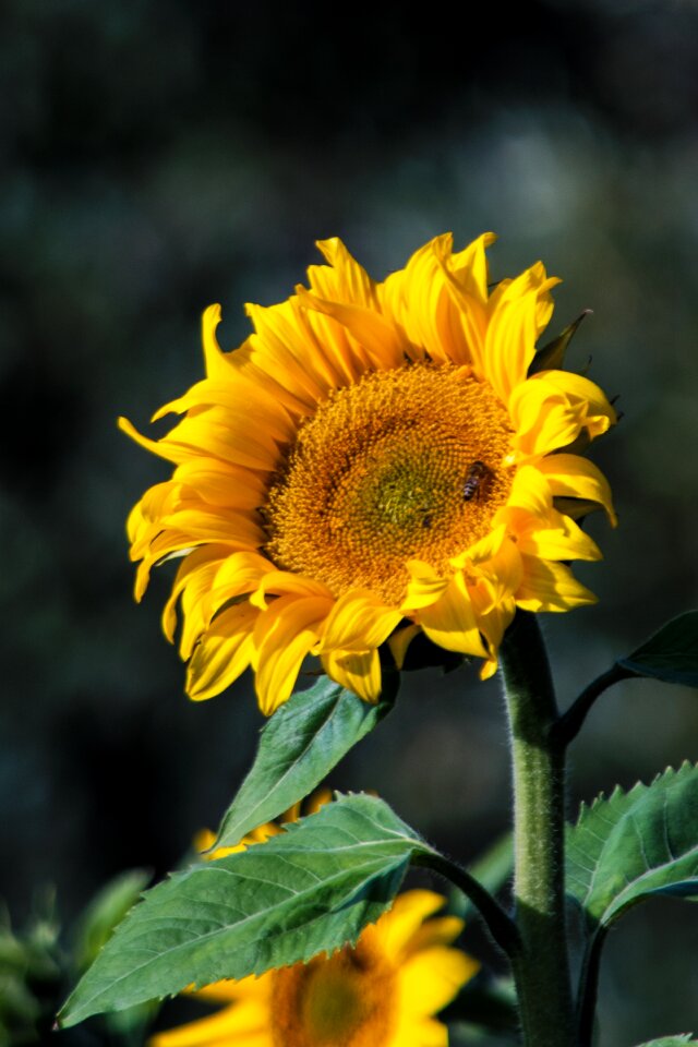 Blossom bloom flower