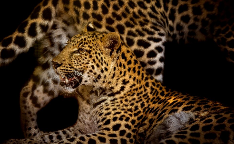 Pardus eye nature