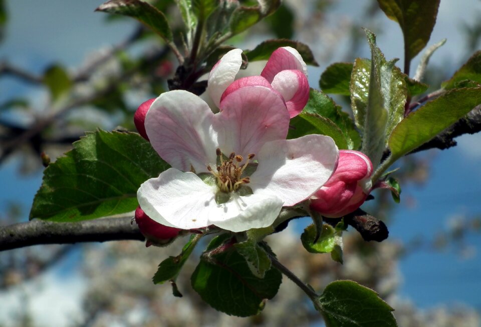 Branch nature plant