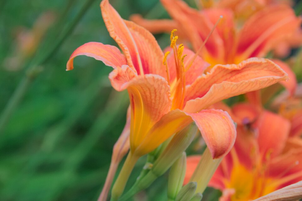 Summer bulbous plants lily photo