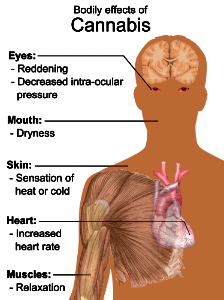 Bodily effects of cannabis photo