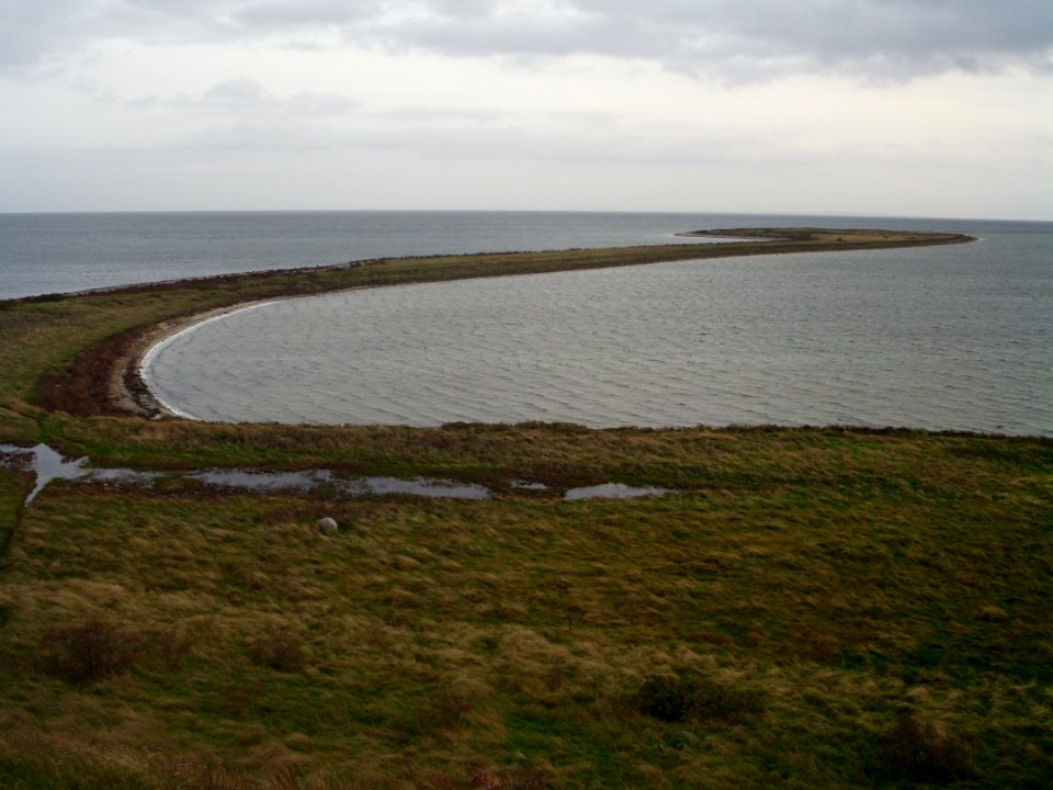 Besser Rev from Hønsepold