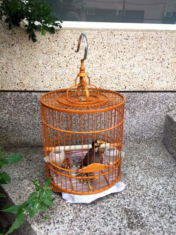 Bird Cage on Apartment Stair 20160116