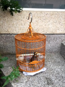 Bird Cage on Apartment Stair 20160116