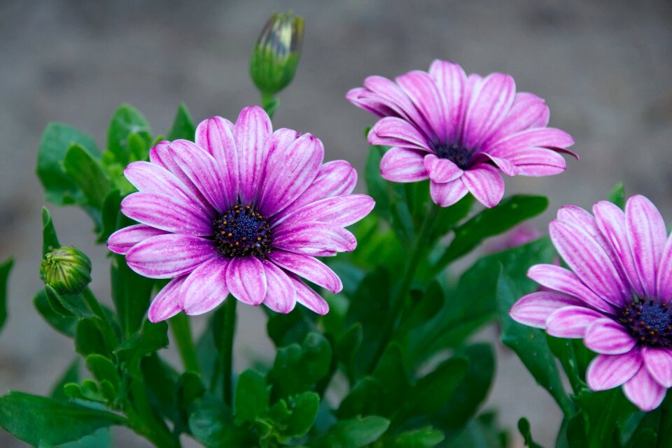 Summer garden violet photo